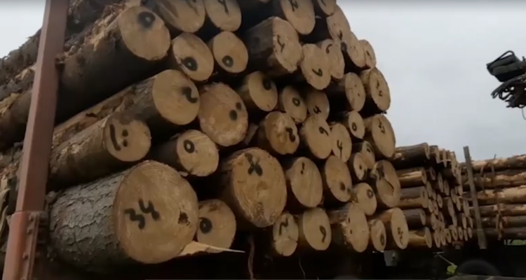Siete aserraderos de las regiones del Bío Bío y La Araucanía fueron formalizados por la por receptación de madera robada.