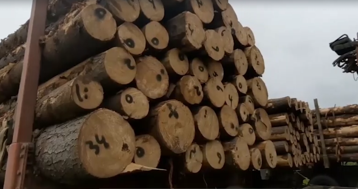 Siete aserraderos de las regiones del Bío Bío y La Araucanía fueron formalizados por la por receptación de madera robada.
