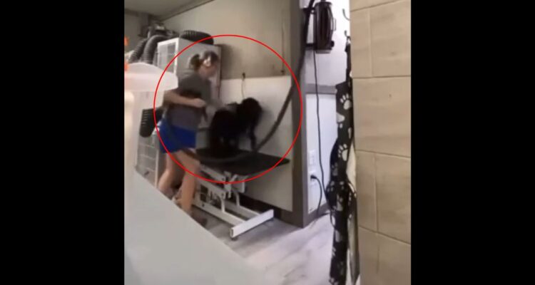VIDEO | Indignación genera peluquera canina que daba brutales golpizas a perros en Estados Unidos