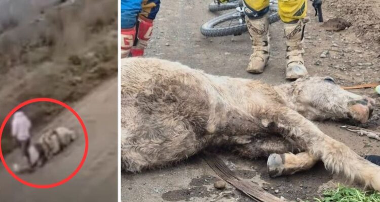 Captura | El Rancagüino