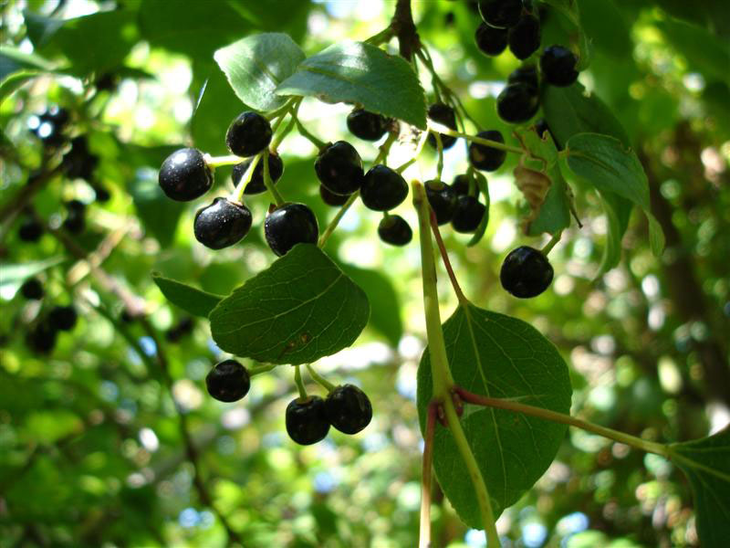 Plantas de uso medicinal en Chile 