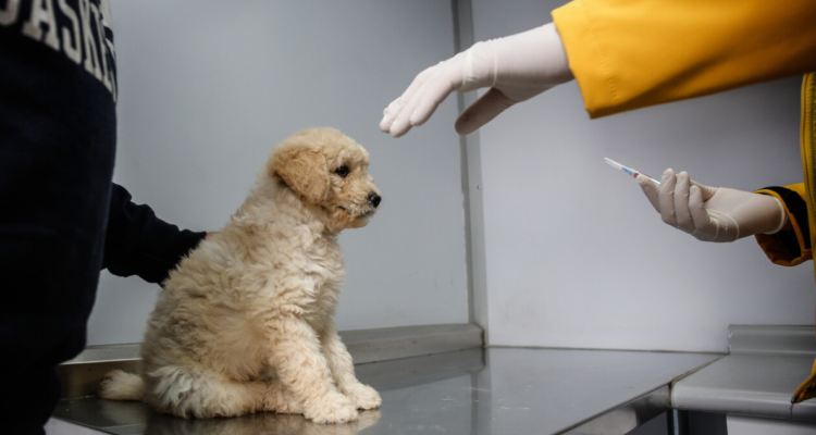 Mascotas en el veterinario