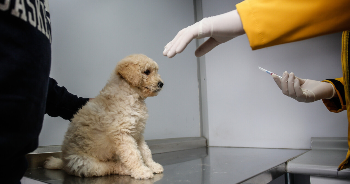 Mascotas en el veterinario
