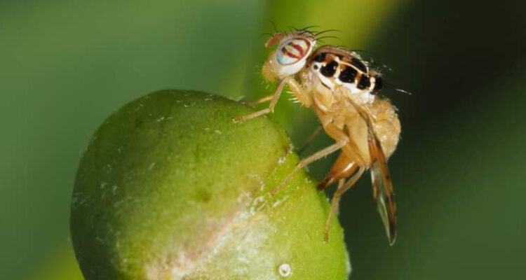 Mosca de la fruta