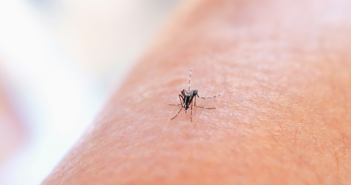 Foto de un mosquito