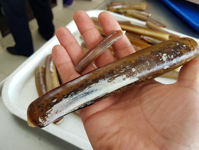 Descubren que la “navaja” del norte de Perú y Chile es otra especie