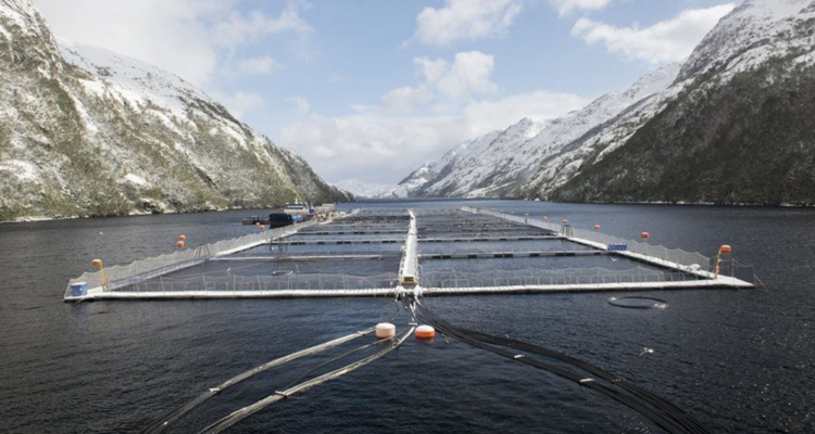 Condenan a ejecutivos de salmonera Nova Austral por contaminación reiterada de aguas en Porvenir
