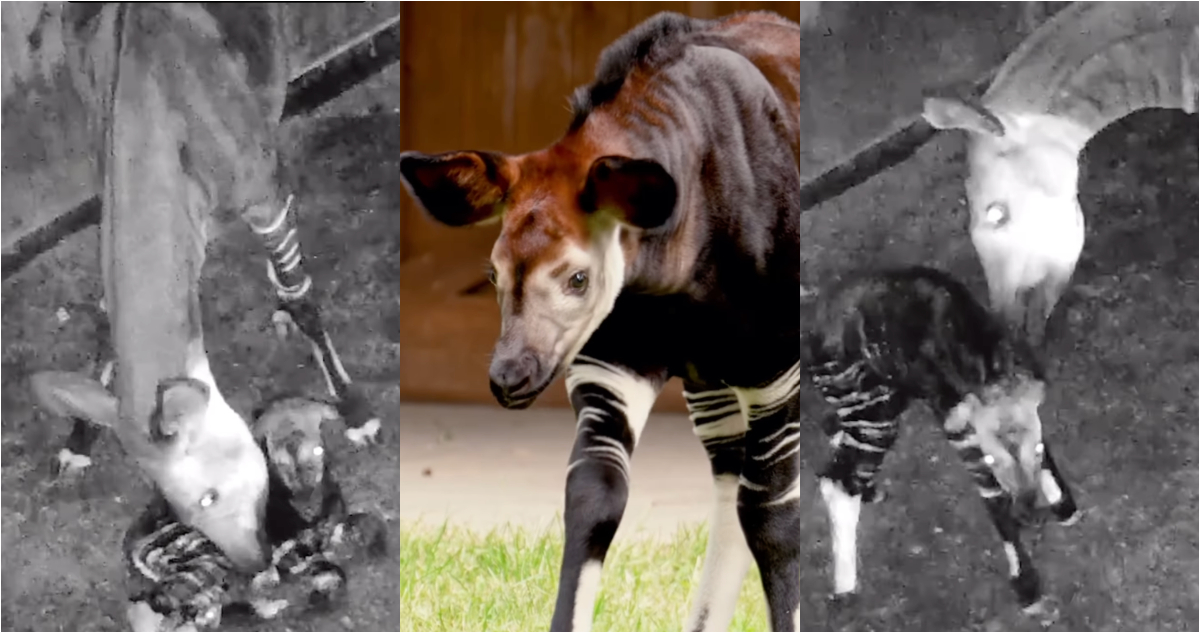Nacimiento de un”unicornio africano”