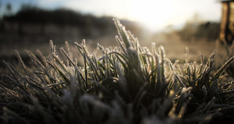 Escarcha en medio de ola polar en la región de Los Lagos