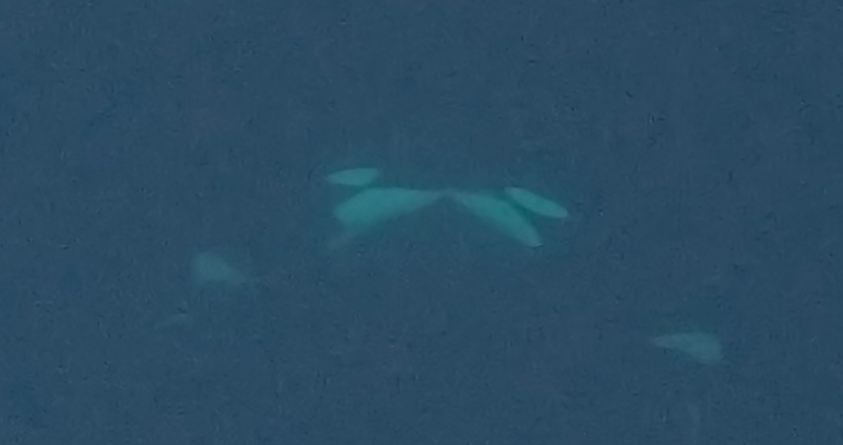 Captan por primera vez a dos orcas “besándose” con lengua