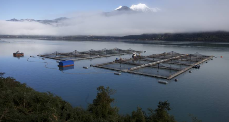 Lo que la industria salmonera paga en impuestos, y lo que debería pagar realmente en Chile