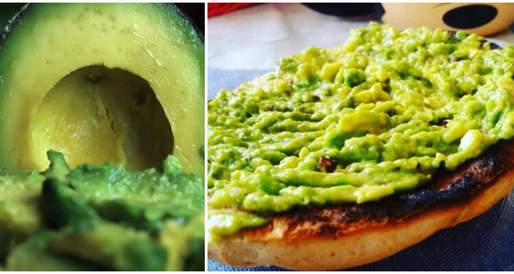 En Chile la palta es la reina: producción tocó máximo en 15 años y supera los 235 millones de kilos