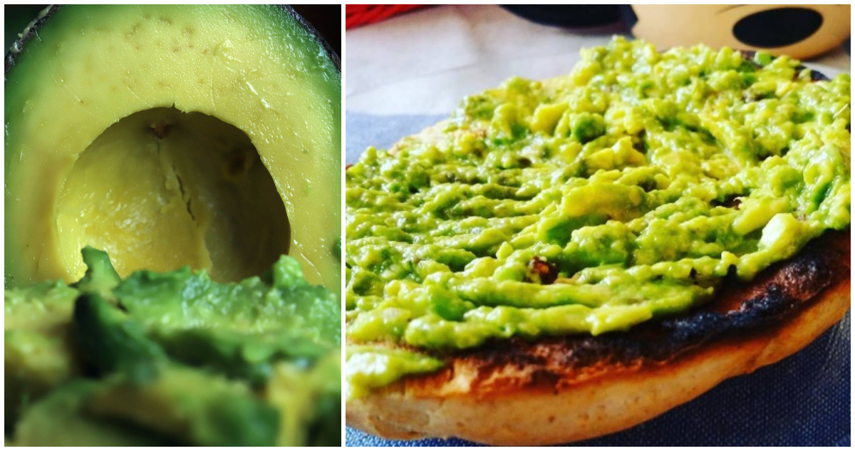 En Chile la palta es la reina: producción tocó máximo en 15 años y supera los 235 millones de kilos