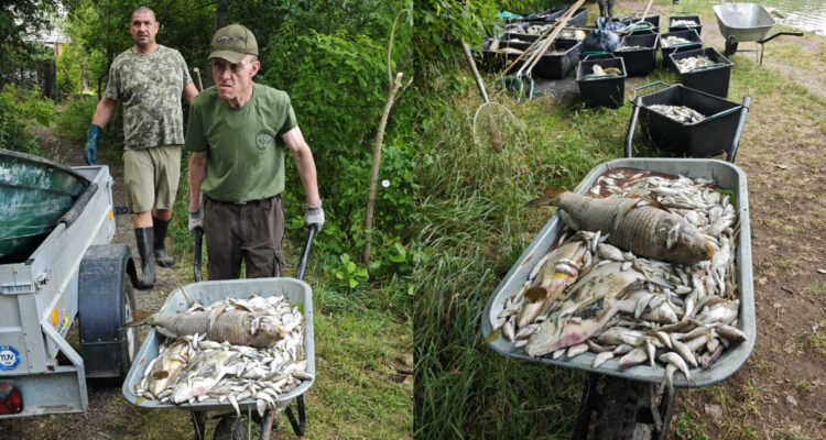 Ola de calor mató a todos los peces de un lago de más de 40 hectáreas en República Checa