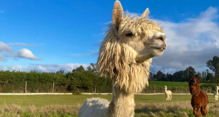 Conoce a Pedro, la alpaca chilena que está ayudando a desarrollar una vacuna para el virus Hendra