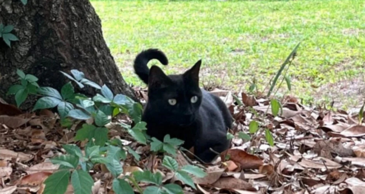 Pepper: el gato que ayudó a un científico a descubrir dos cepas virales