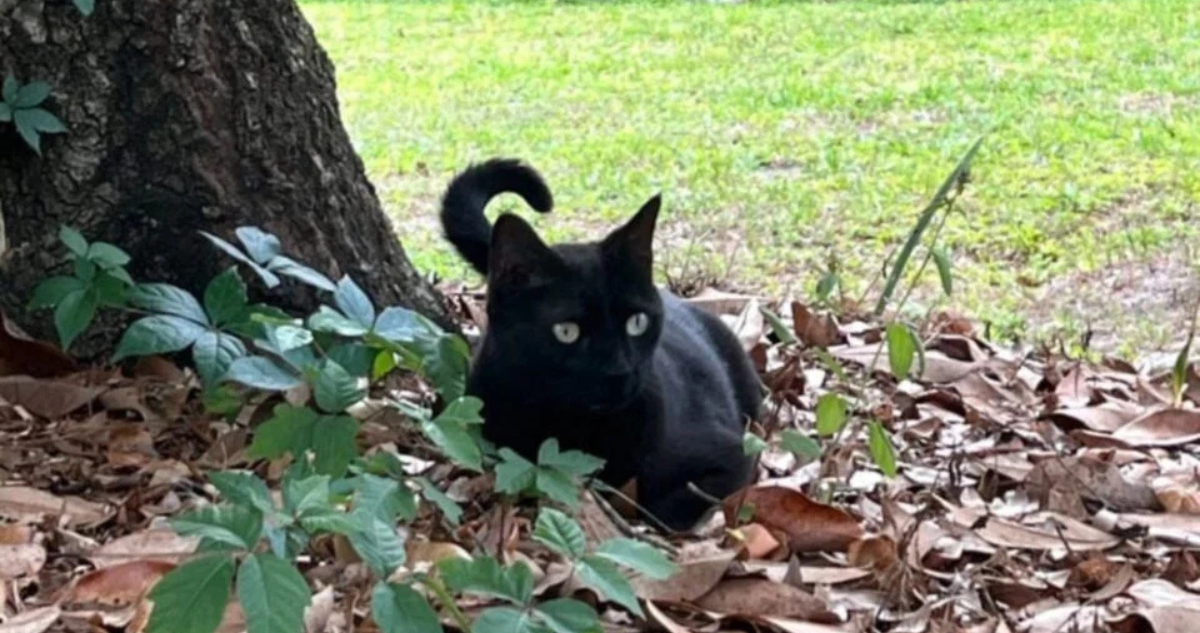 Pepper: el gato que ayudó a un científico a descubrir dos cepas virales