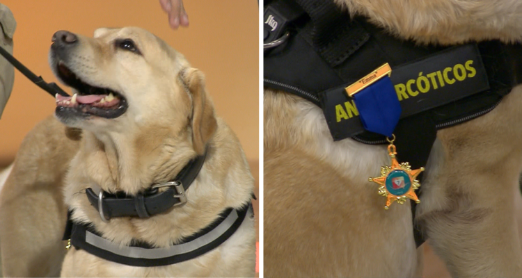 Perrita de la PDI fue homenajeada en TV tras siete años de servicio