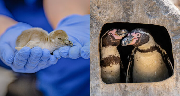 pareja de pingüinos macho empollaron huevo juntos y fueron padres por primera vez