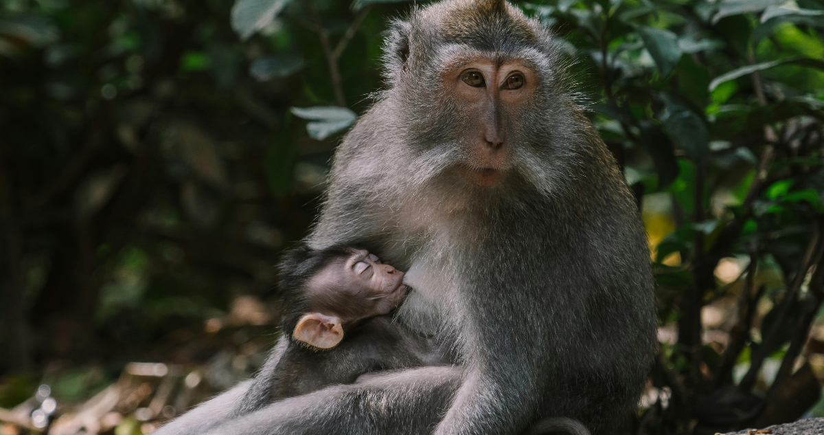 Estudio contradice la idea de que los machos dominan socialmente a las hembras en primates