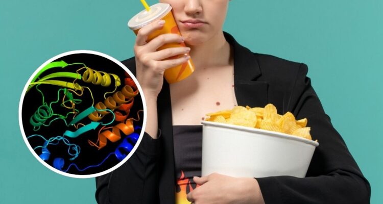 Descubren milagrosa proteína “escudo”: protege al corazón de daños de obesidad y dieta alta en grasas