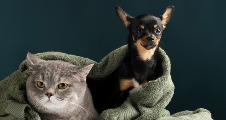Las razas de perros y gatos más populares en Chile y en qué comunas viven, según Registro Nacional