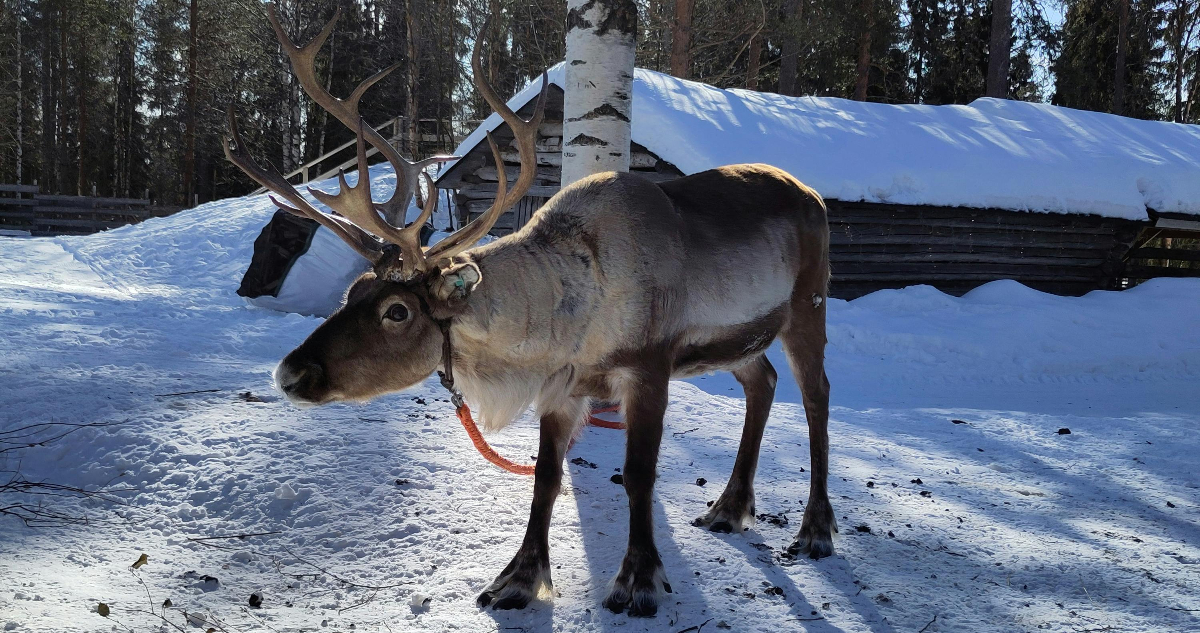 Foto de un reno para ilustrar nota sobre la ola de calor en Finlandia