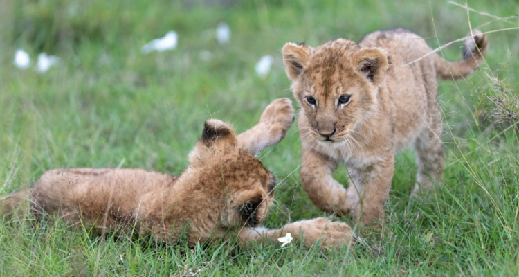 Restaurante en China ofrece abrazos de cachorros de león