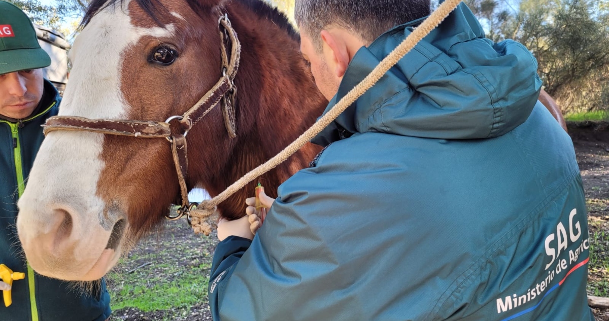 Caballos sacrificados por anemia infecciosa equina