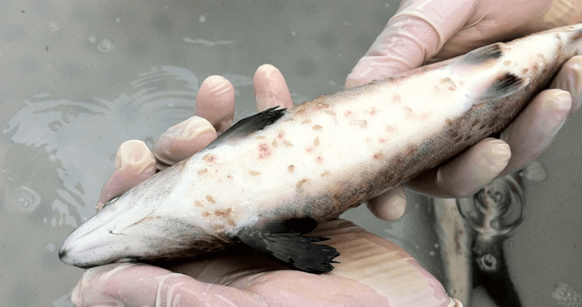 Piojo del salmón