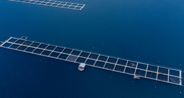 Foto de contexto de salmonera por proyecto que se pretende construir en río San Pedro