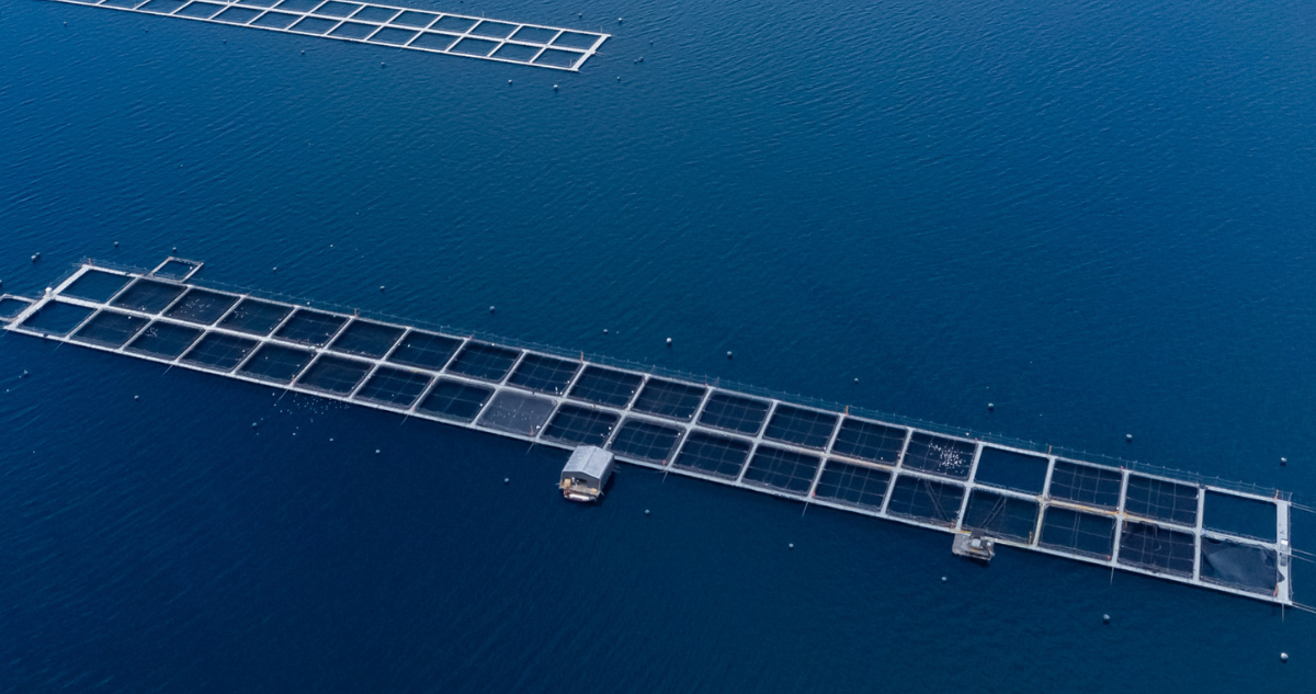 Foto de contexto de salmonera por proyecto que se pretende construir en río San Pedro