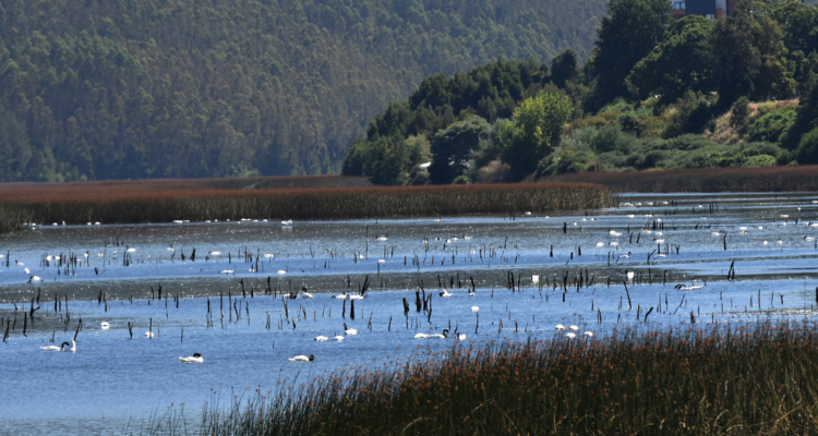 El Santuario de la Naturaleza del Río Cruces y Chorocamayo