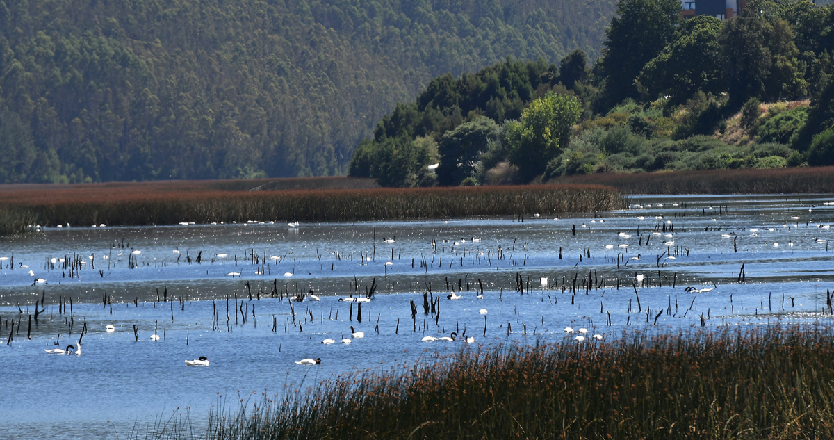 El Santuario de la Naturaleza del Río Cruces y Chorocamayo