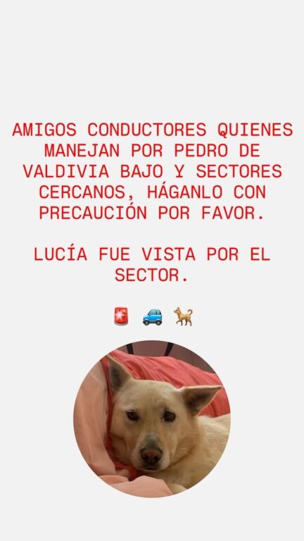Buscan a Lucía, perrita mascota de Sergio Amín en Concepción