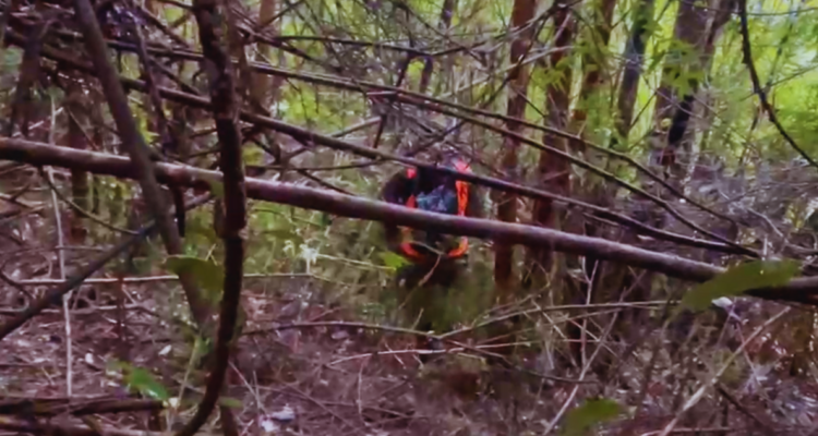 Mujer de 74 años continúa perdida en sector Correntoso: Carabineros busca a posible testigo