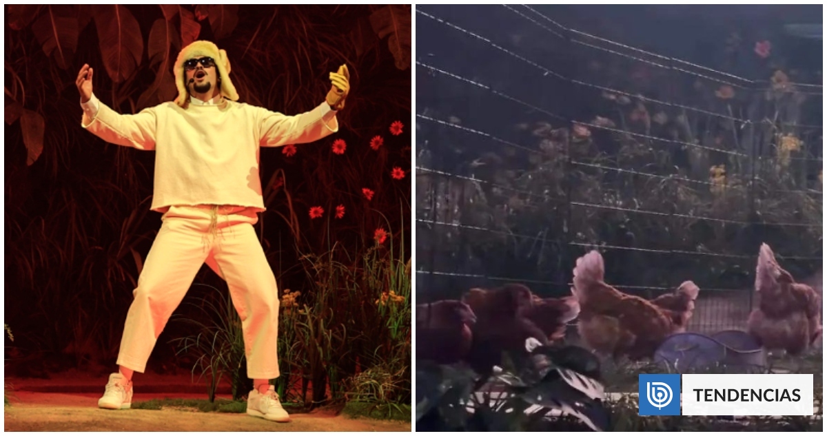 Animalistas denuncian a Bad Bunny por uso de gallinas en conciertos: 