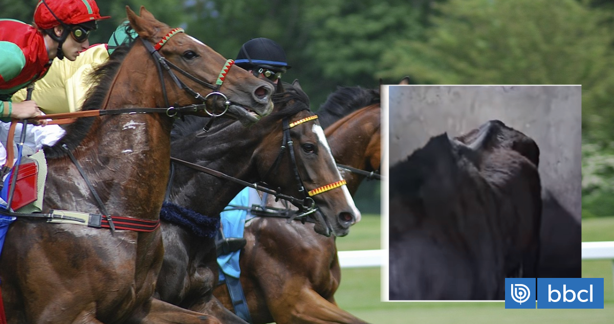 Indignación en la hípica: denuncian a preparador de caballo por deplorable estado del ejemplar