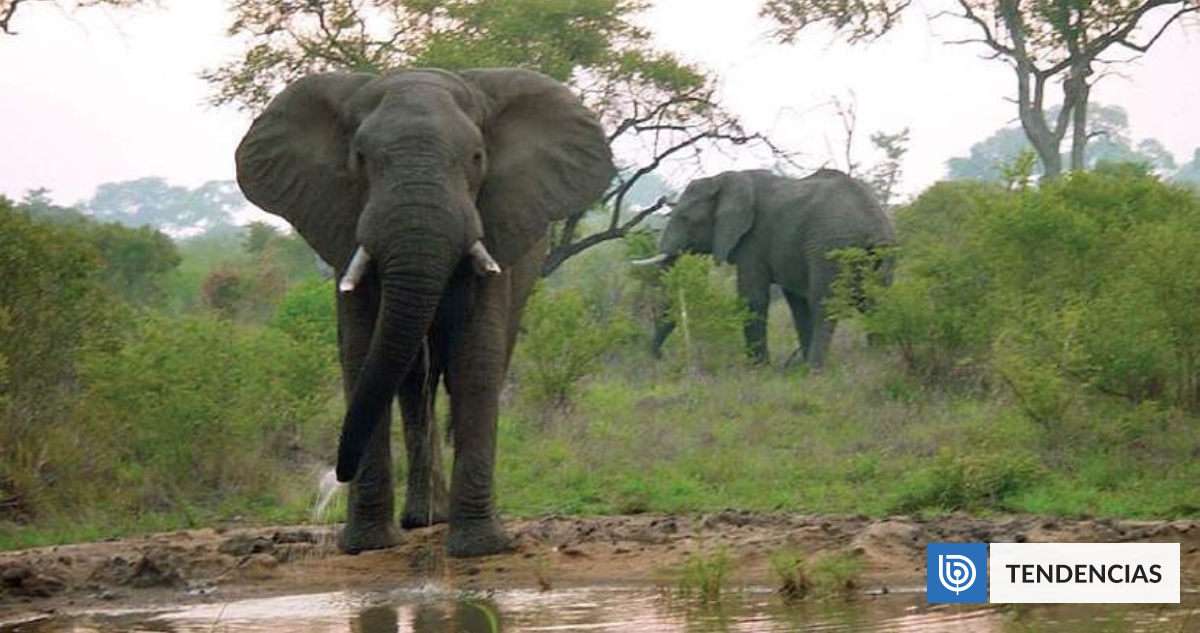 Tragedia en un safari: elefante mata a dos turistas tras brutal ataque en un parque en Zambia