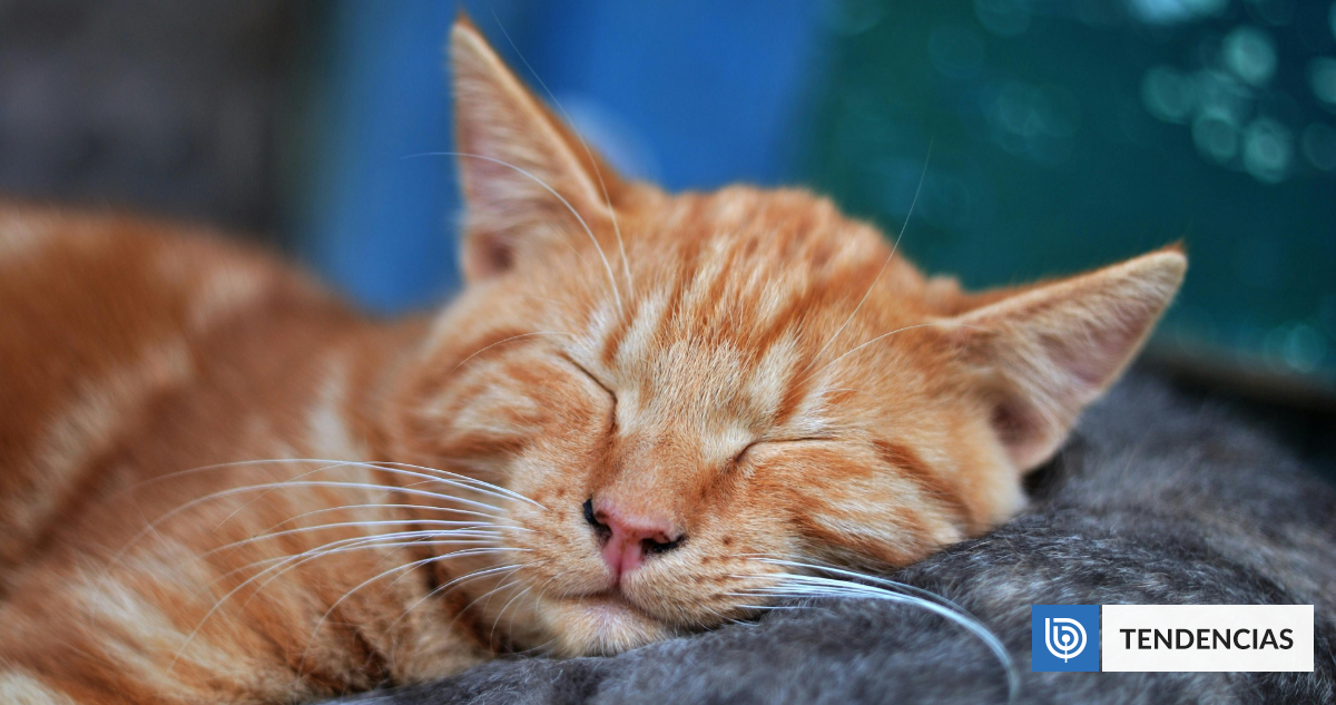 No es para estar más cómodos: científicos descubren por qué los gatos duermen para el lado izquierdo