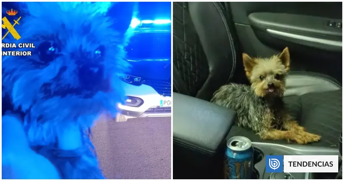 Ladridos de un perro yorkshire salvan a su dueño en España: cayó por talud mientras lo buscaba