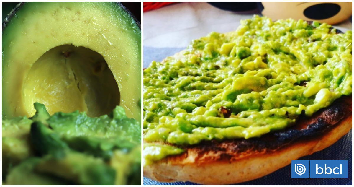 La palta en Chile: producción histórica y su impacto económico
