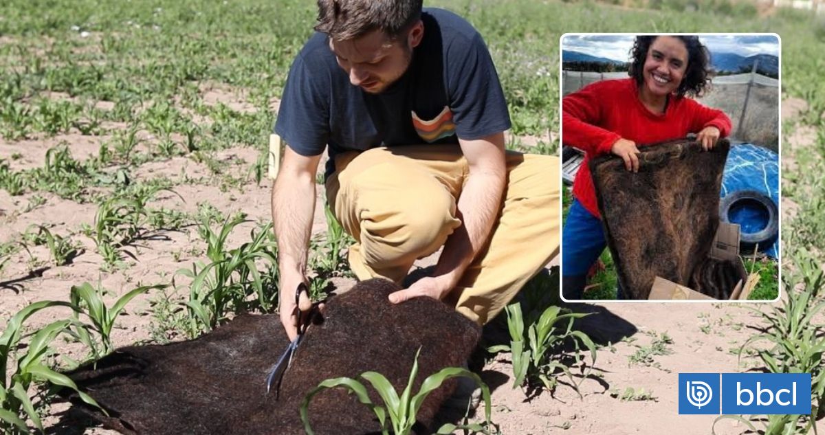 Innovación agrícola en Taltal: cabello humano y de mascotas para combatir la sequía