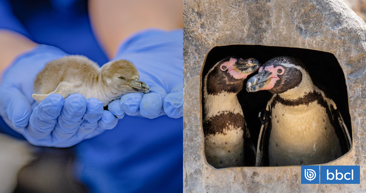 Scampi y Flounder: pareja de pingüinos macho empollaron un huevo juntos y ahora son padres primerizos
