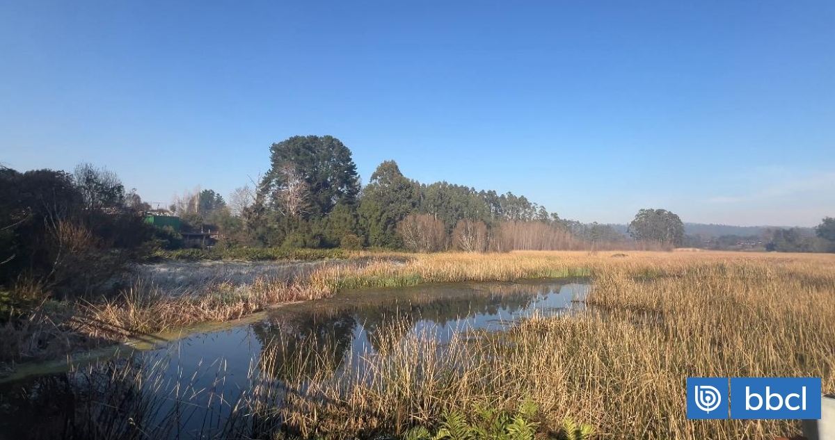 Los Ríos: Comitiva chilena será reconocida en  COP 15 de Zimbabue por Valdivia 