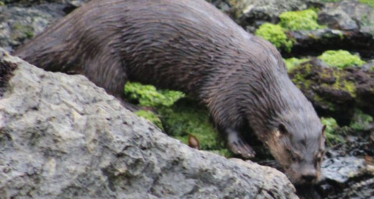 Hombre deberá pagar más de $44 millones por matar con rifle a un huillín en La Unión