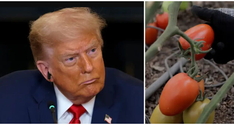 Trump no para: EEUU anunció también aranceles para los tomates importados desde México