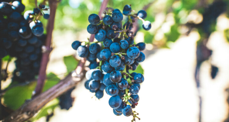 Investigación chilena descubrió que el orujo puede matar a la peligrosa bacteria helicobacter pylori