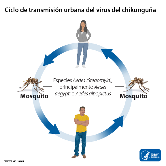 Virus del chikunguña