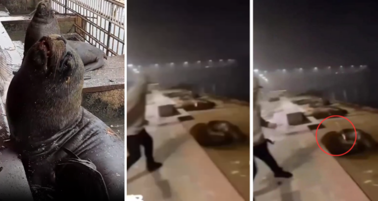 Condenan a hombre que atacó con petardos a lobos marinos en Valdivia: quedó con libertad vigilada